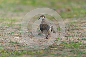 Close-up shot of a Squatter pigeon walking in the Atherton Tableland, Queensland