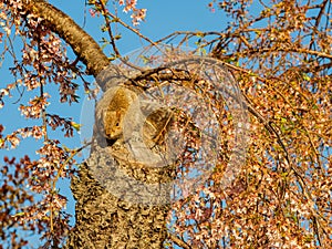 Close up shot of squirrel on cherry tree