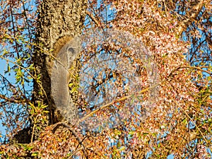 Close up shot of squirrel on cherry tree