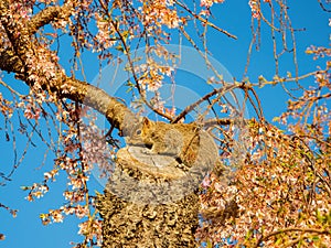 Close up shot of squirrel on cherry tree
