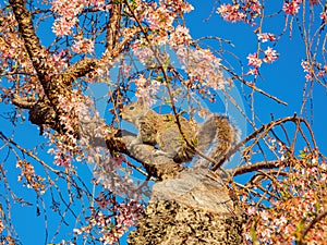 Close up shot of squirrel on cherry tree