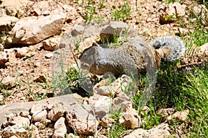 Close-up shot of a squirrel on a rocky ground