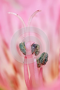 Close up shot of stamen in Alstroemeria flower