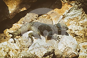 Close Up Shot Of A Stellagama Agamid Lizard