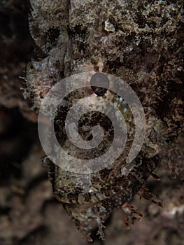 Close-up shot, Stone fish, Raja Ampat, Indonesia