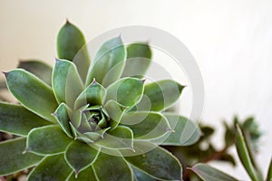 Close up shot of a stonecrop, Echeveria elegans