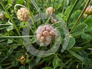 Close up shot of strawberry clover in bloom surrounded with green leaves in summer