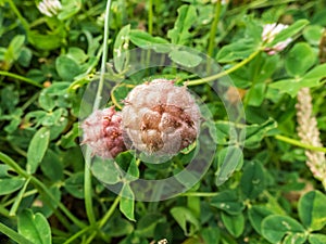 Close up shot of strawberry clover in bloom surrounded with green leaves in summer