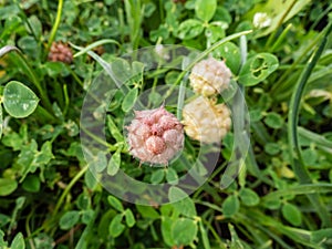 Close up shot of strawberry clover in bloom surrounded with green leaves in summer