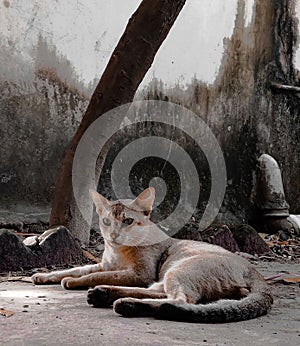 Close-up shot of a street cat laying on the ground
