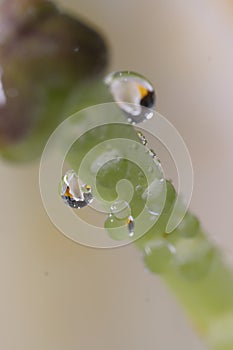 A close-up shot of a string of water droplets on a plant stem