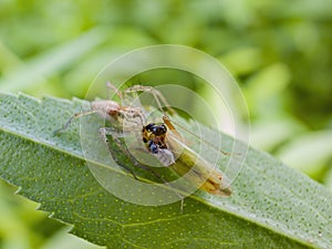 Close up shot of a Striped lynx spider eating insect