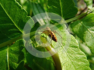 Close up shot of a Striped lynx spider on a leaf