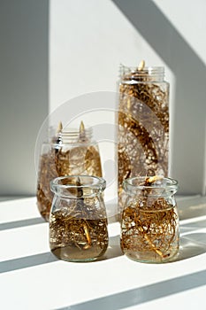 Close up shot of the strong roots of plants. Hydroponic lily of the valley in transparent bottles.
