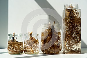 Close up shot of the strong roots of plants. Hydroponic lily of the valley in transparent bottles.