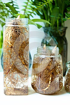 Close up shot of the strong roots of plants. Hydroponic lily of the valley in transparent bottles.