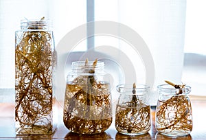 Close up shot of the strong roots of plants. Hydroponic lily of the valley in transparent bottles.