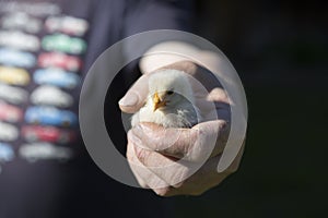 Close up shot of a strong, rough hand with dirty nails of a man farmer holding a small cute newborn baby chicken chick