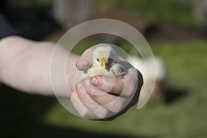 Close up shot of a strong, rough hand with dirty nails of a man farmer holding a small cute newborn baby chicken chick