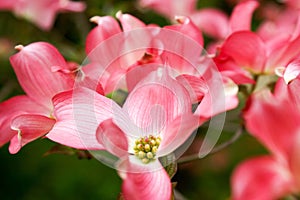 close up of a pink flowering dogwood tree against green background