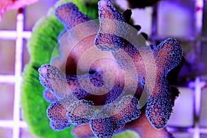 Close up shot on Stylophora pociloporidae short stony polyps coral