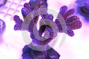 Close up shot on Stylophora short stony polyps coral photo