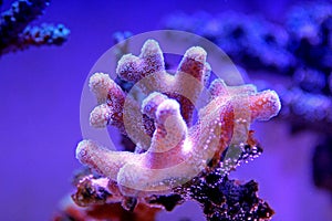 Close up shot on Stylophora short stony polyps coral