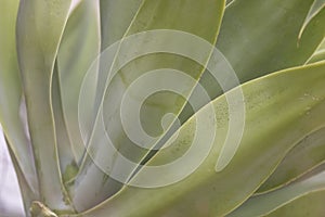 Close up shot of succulent plant leaves