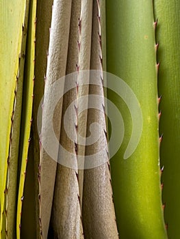 Close up shot of succulent plant leaves