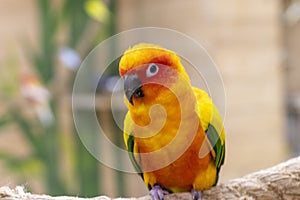 Close up shot of the Sun conure. Birds photo