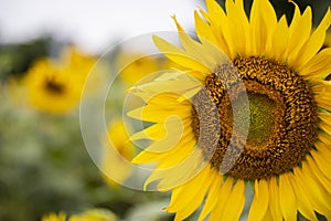 Close up shot of the sunflower on the bright sunny day. Copy space on the left