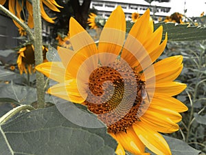 Close up shot of sunflower plant with honey bee. Field of blooming sunflowers.Honey Bee Pollinating Sunflower in Field of