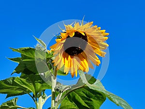 Close up shot of a sunflower plant with three bees looking for pollen and nectar with a clear blue sky as background