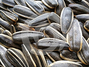 Closeup to Sunflower Seeds