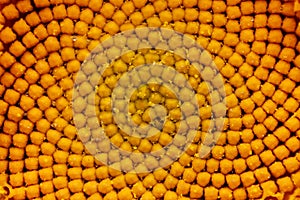 Close up shot of Sunflower seeds pattern