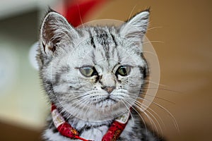 Close-up shot of a surprise Scottish Straits cat