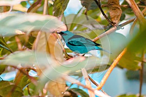 Close up shot of a swallow tanager perched in a tree at the tropical greenhouse in the Frederik Meijer Gardens