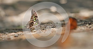 Close-up shot of the tailed jay butterfly in swallowtail family mud-puddling sucking up fluid on wet soil to collect minerals