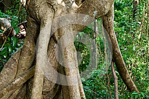 Close-up shot of tangled tree trunks