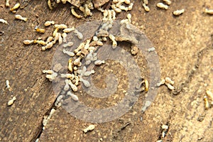 Close up shot of Termites that die after exposure to pesticides