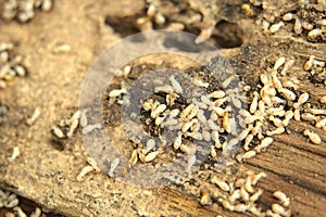 Close up shot of Termites that die after exposure to pesticides