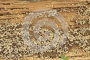 Close up shot of Termites that die after exposure to pesticides