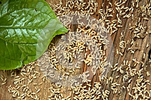 Close up shot of Termites that die after exposure to pesticides