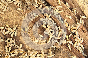 Close up shot of Termites that die after exposure to pesticides