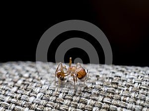 Close up shot of a terrify Fire ant