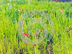 Close up shot of Texas Indian paintbrush blossom