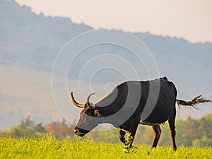 Close up shot of Texas longhorn