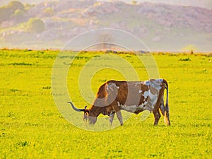 Close up shot of Texas longhorn