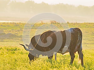 Close up shot of Texas longhorn