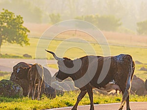 Close up shot of Texas longhorn